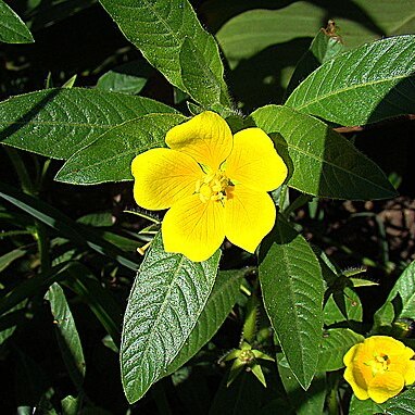 Ludwigia peploides subsp. montevidensis unspecified picture