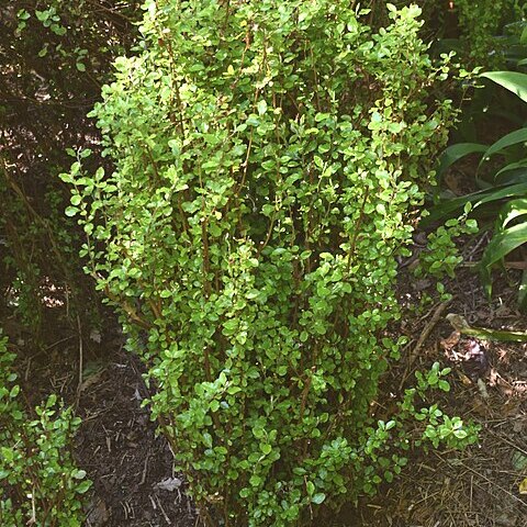 Olearia x capillaris unspecified picture