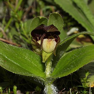 Cypripedium elegans unspecified picture