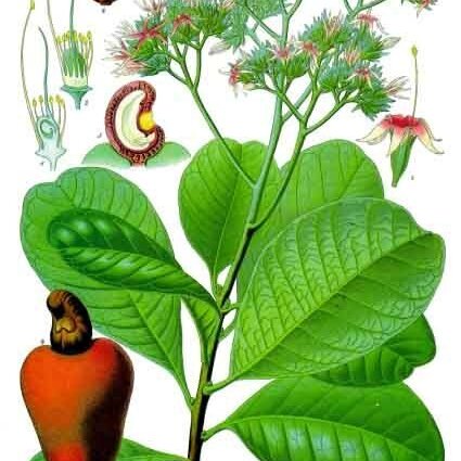 Anacardium unspecified picture