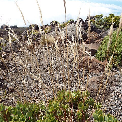 Rytidosperma semiannulare unspecified picture