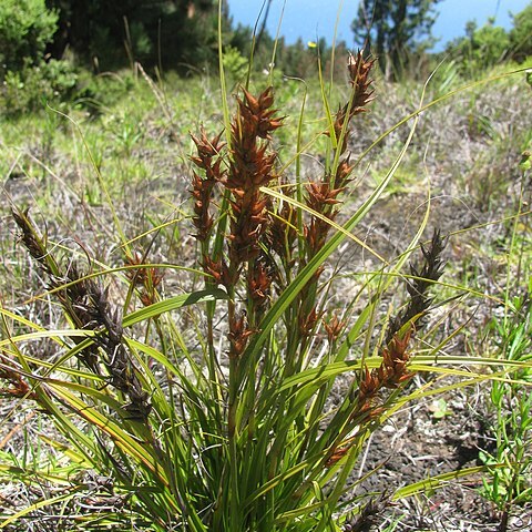 Morelotia gahniiformis unspecified picture