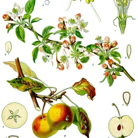 Malus pumila unspecified picture