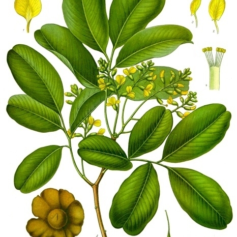 Pterocarpus marsupium unspecified picture