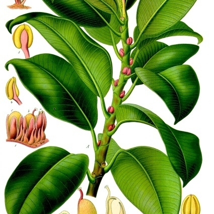 Ficus unspecified picture