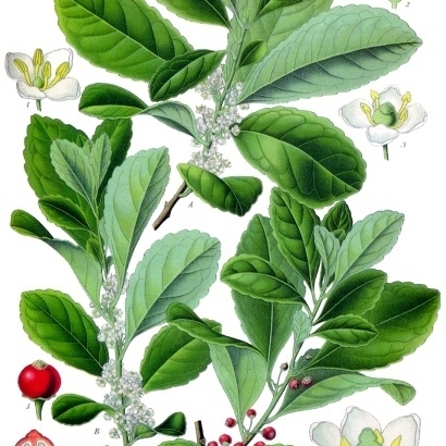 Ilex unspecified picture