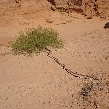 Microstachys hispida unspecified picture