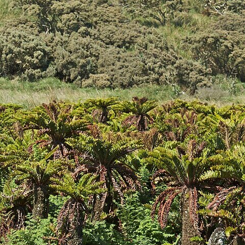 Blechnum palmiforme unspecified picture