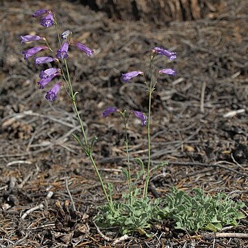 Penstemon scapoides unspecified picture