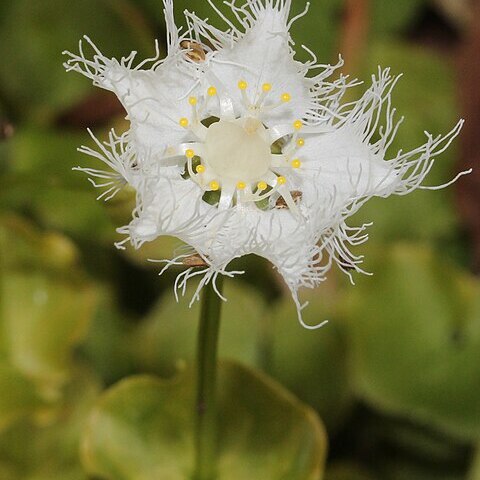 Parnassia foliosa unspecified picture