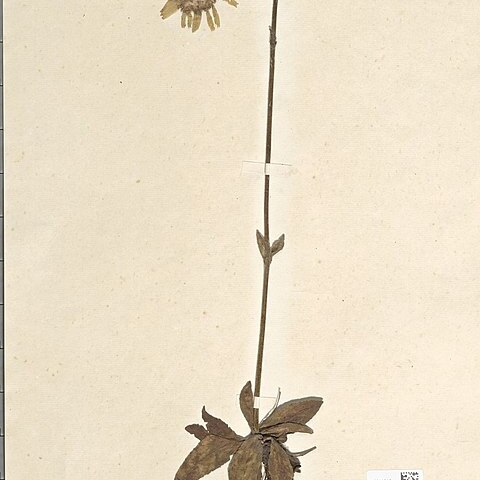 Arnica montana subsp. atlantica unspecified picture