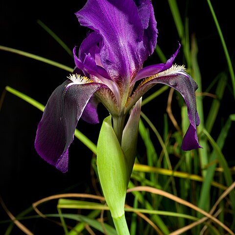 Iris bicapitata unspecified picture