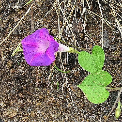 Ipomoea orizabensis unspecified picture