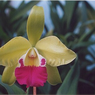 x Epilaeliocattleya unspecified picture