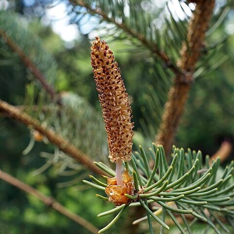 Picea likiangensis var. montigena unspecified picture