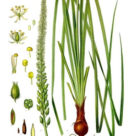 Schoenocaulon unspecified picture