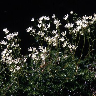 Saxifraga bronchialis unspecified picture