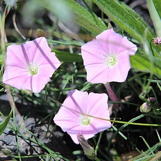 Convolvulus erubescens unspecified picture