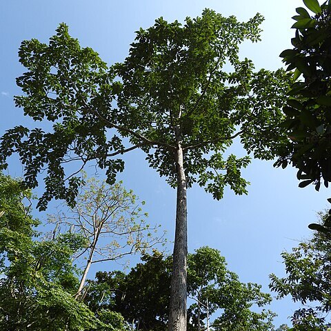 Terminalia bialata unspecified picture