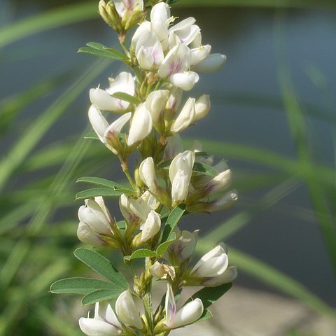 Lespedeza juncea unspecified picture