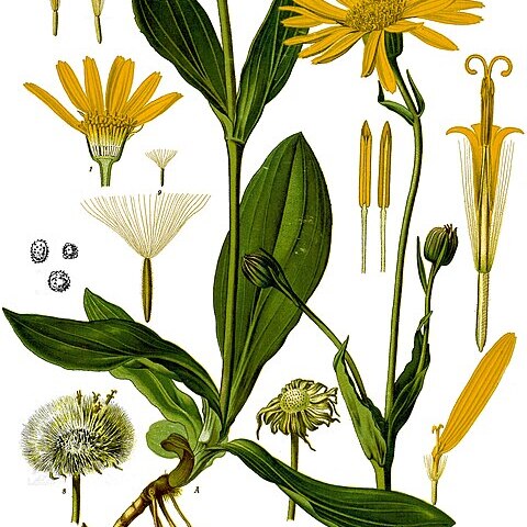 Arnica unspecified picture