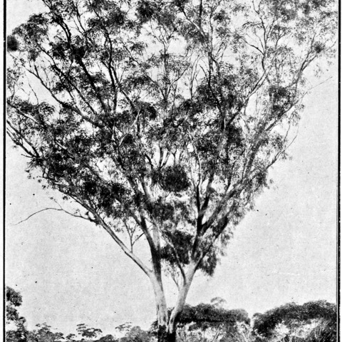 Eucalyptus lesouefii unspecified picture