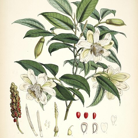 Magnolia cathcartii unspecified picture