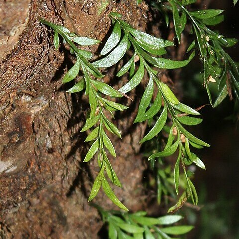 Tmesipteris parva unspecified picture