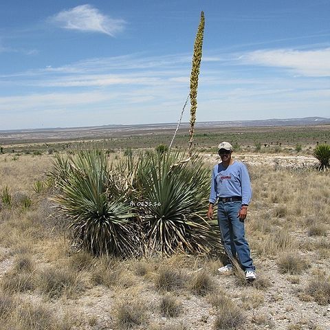 Dasylirion cedrosanum unspecified picture