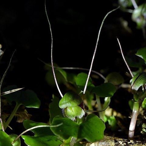 Corybas trilobus unspecified picture