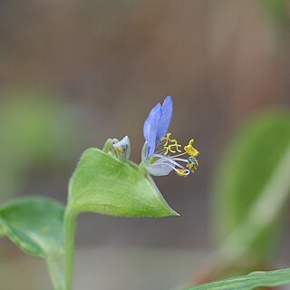 Commelina mascarenica unspecified picture