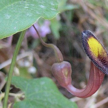 Aristolochia unspecified picture