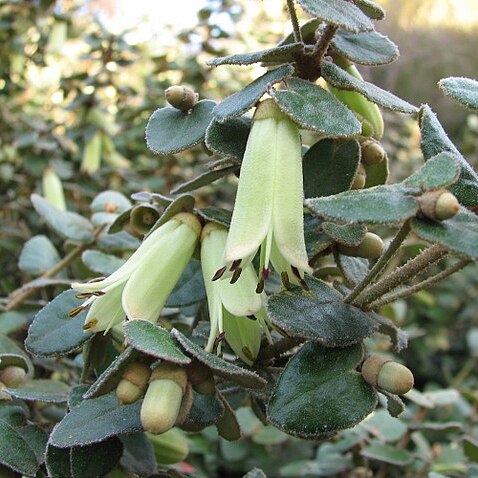 Correa reflexa var. nummulariifolia unspecified picture