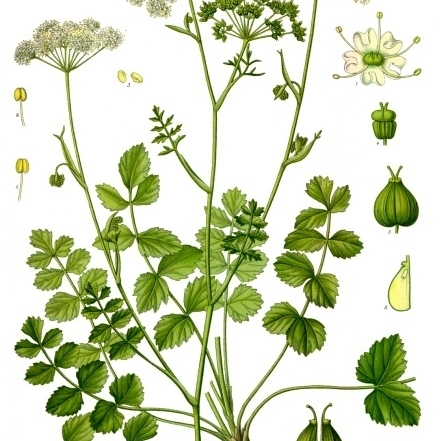 Pimpinella unspecified picture