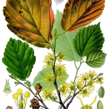 Hamamelis unspecified picture