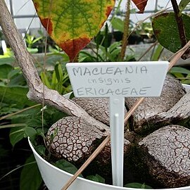 Macleania insignis unspecified picture