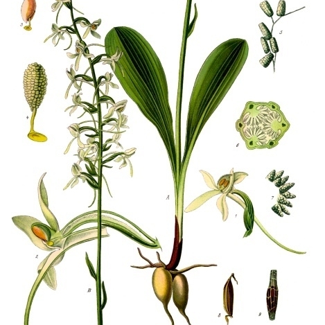 Platanthera unspecified picture