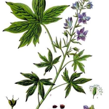 Delphinium unspecified picture