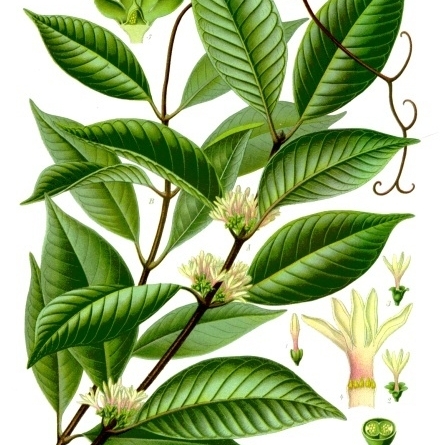 Willughbeia coriacea unspecified picture