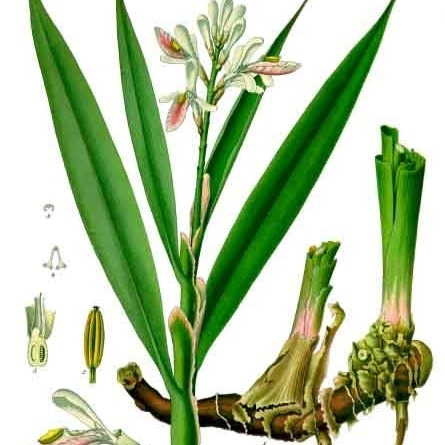 Alpinia officinarum unspecified picture