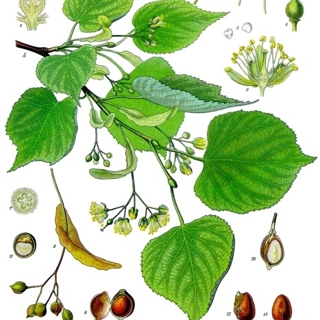 Tilia unspecified picture