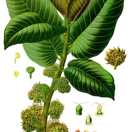 Moraceae unspecified picture