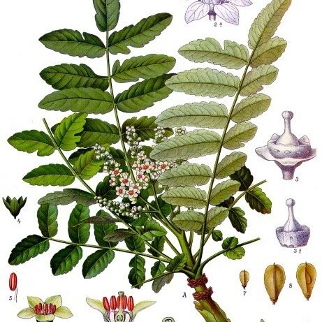 Boswellia unspecified picture