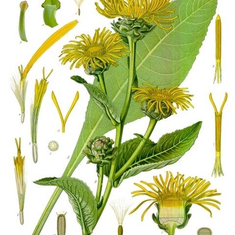 Inula unspecified picture