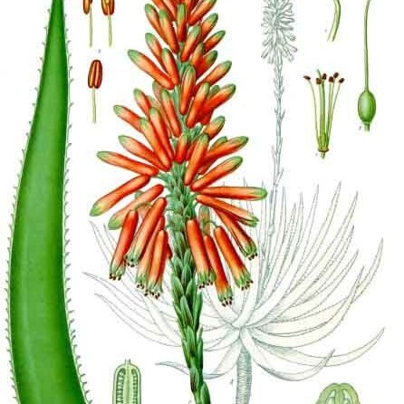 Aloe succotrina unspecified picture