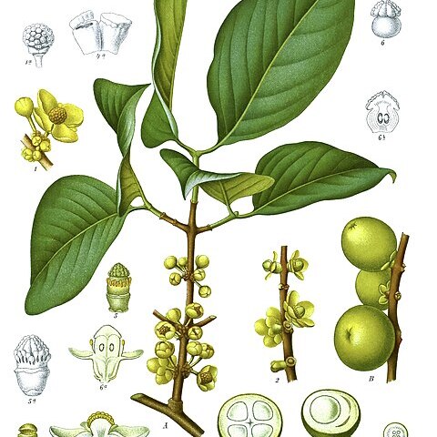 Garcinia morella unspecified picture