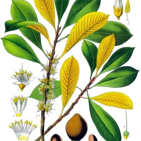 Palaquium unspecified picture