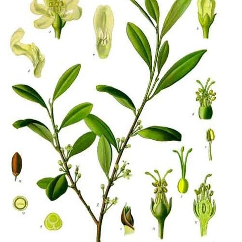 Erythroxylum vaccinifolium unspecified picture