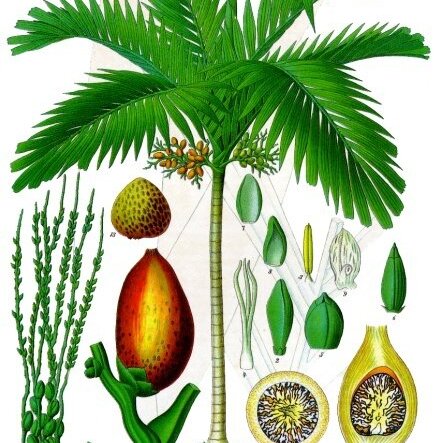 Areca unspecified picture