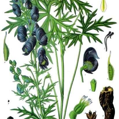 Aconitum ferox unspecified picture